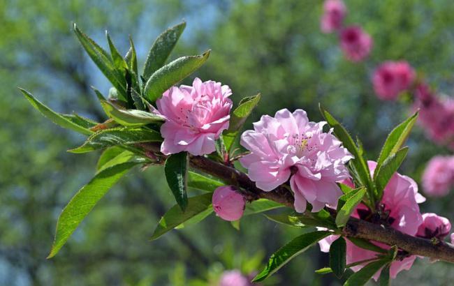 菠菜送白菜讯息网(送菠菜是什么意思)